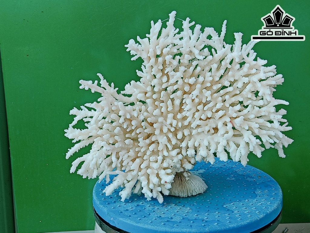 Tác Phẩm Đá San Hô Cao 20 Ngang 26 (cm)