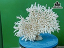 Tác Phẩm Đá San Hô Cao 20 Ngang 26 (cm)
