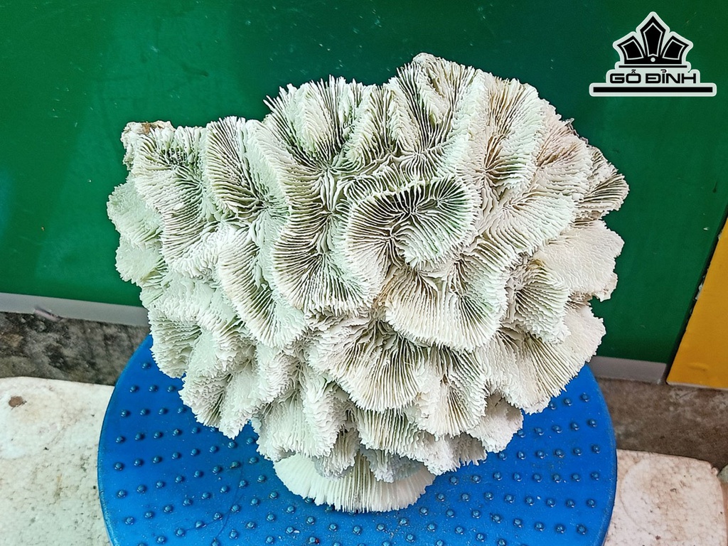 Tác Phẩm Đá San Hô Cao 21 Ngang 20 (cm)