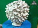 Tác Phẩm Đá San Hô Cao 21 Ngang 20 (cm)