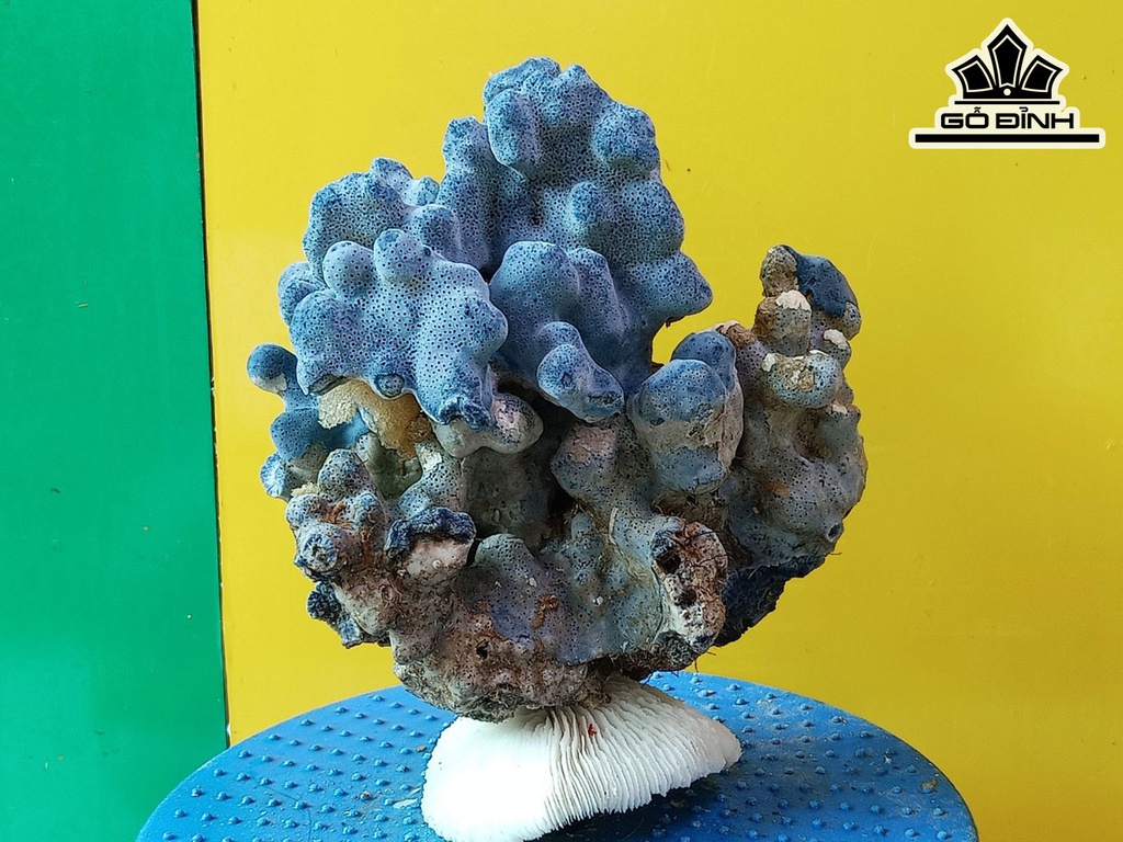 Tác Phẩm Đá San Hô Cao 22 Ngang 18 (cm)