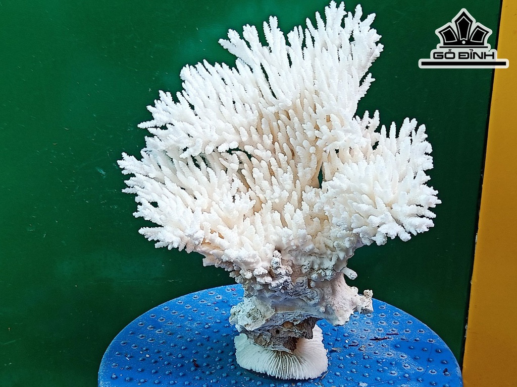 Tác Phẩm Đá San Hô Cao 22 Ngang 20 (cm)