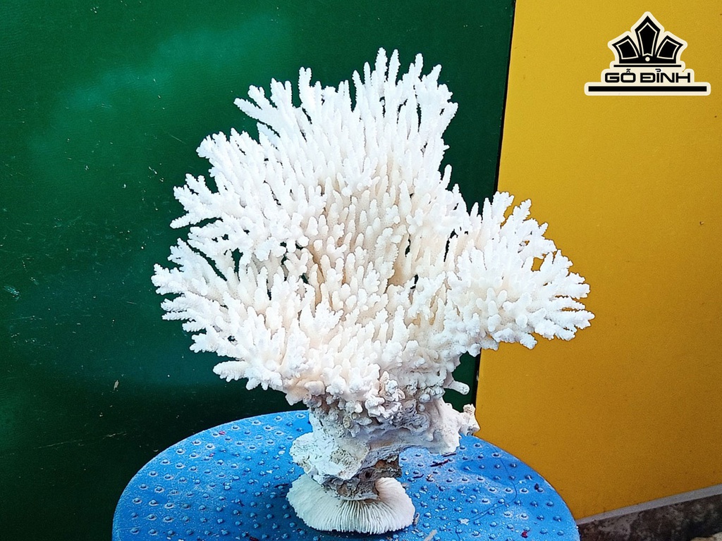 Tác Phẩm Đá San Hô Cao 22 Ngang 20 (cm)