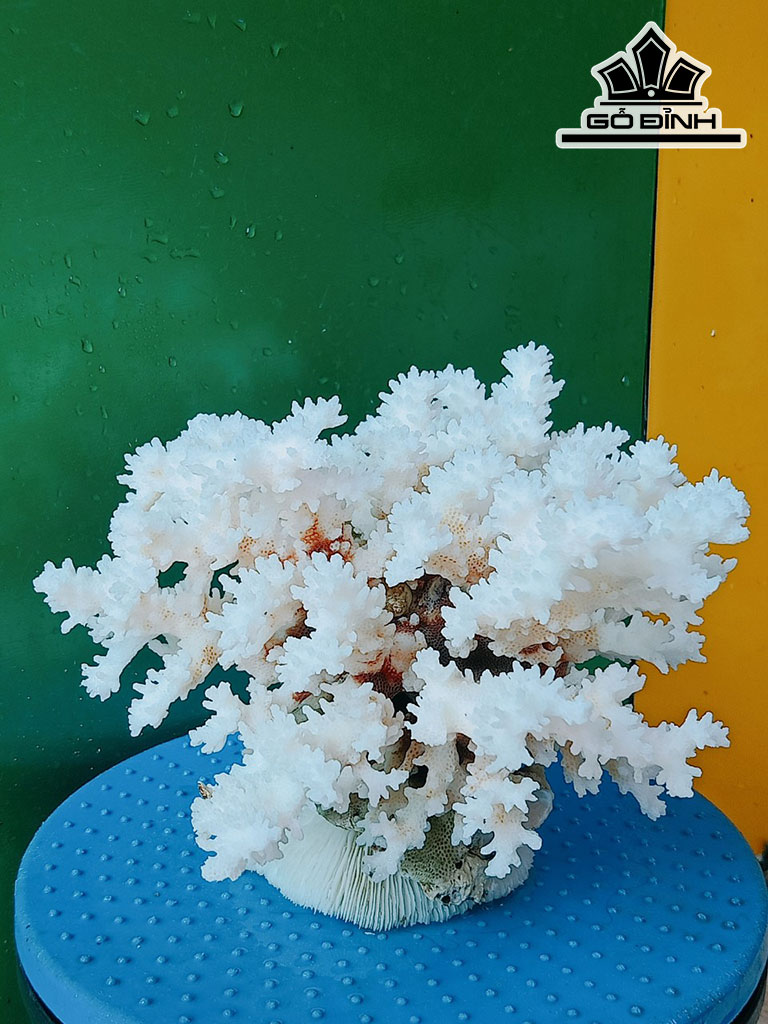 Tác Phẩm Đá San Hô Cao 22 Ngang 22 (cm)