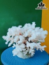 Tác Phẩm Đá San Hô Cao 22 Ngang 22 (cm)