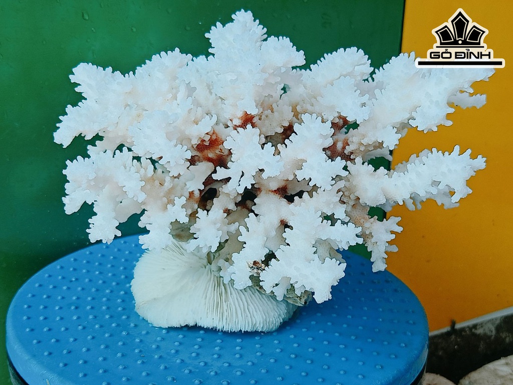 Tác Phẩm Đá San Hô Cao 22 Ngang 22 (cm)