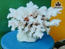 Tác Phẩm Đá San Hô Cao 22 Ngang 22 (cm)