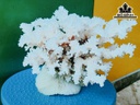 Tác Phẩm Đá San Hô Cao 22 Ngang 22 (cm)
