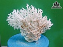 Tác Phẩm Đá San Hô Cao 23 Ngang 29 (cm)