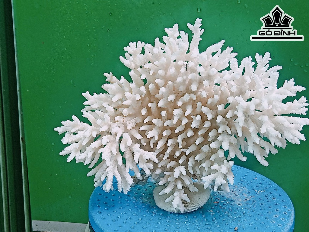 Tác Phẩm Đá San Hô Cao 23 Ngang 29 (cm)