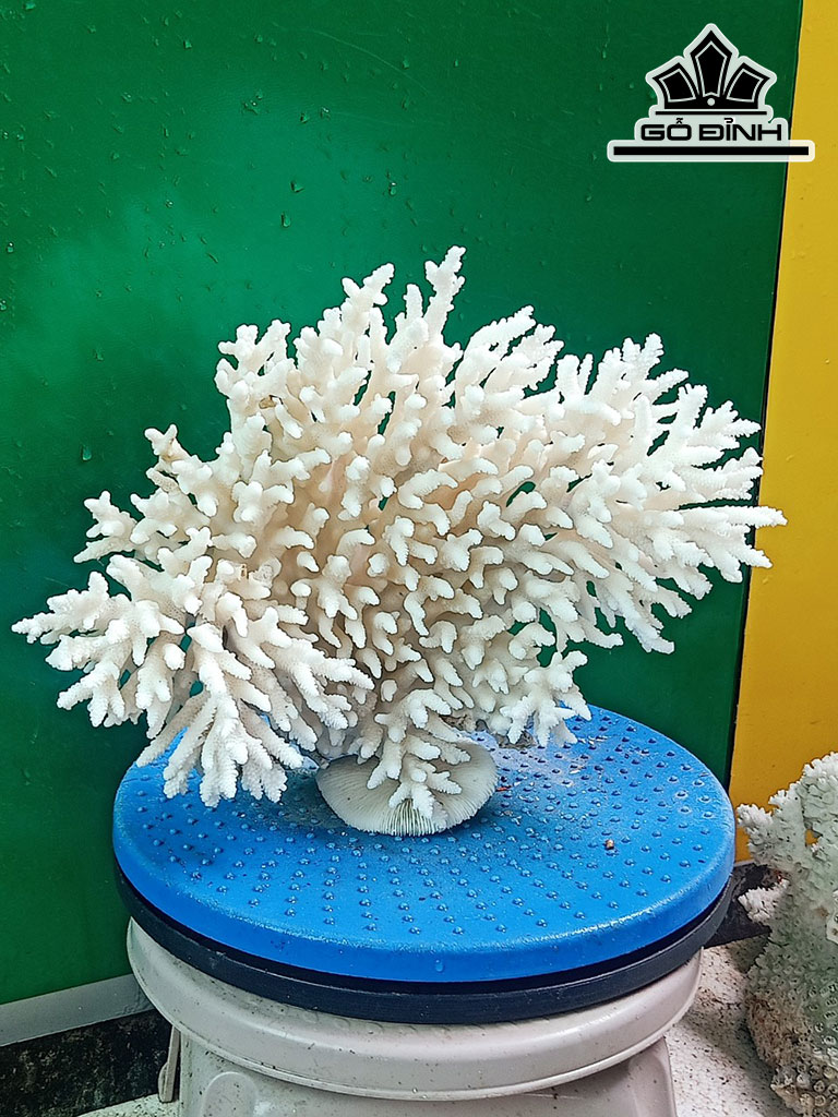 Tác Phẩm Đá San Hô Cao 23 Ngang 29 (cm)
