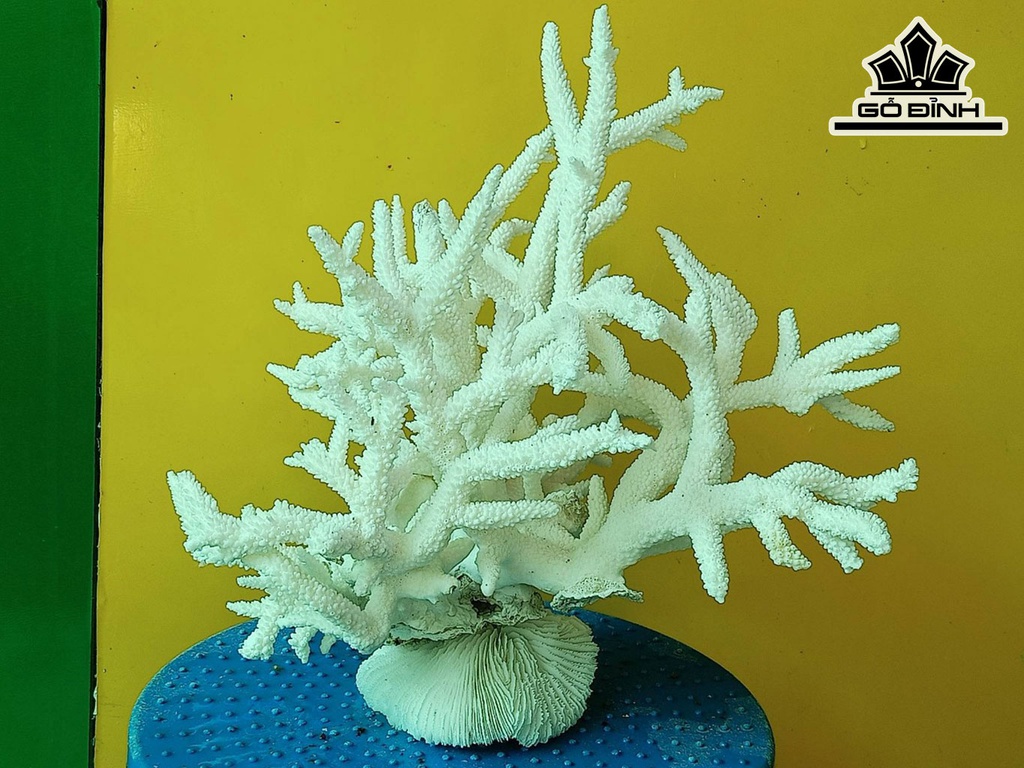 Tác Phẩm Đá San Hô Cao 27 Ngang 27 (cm)