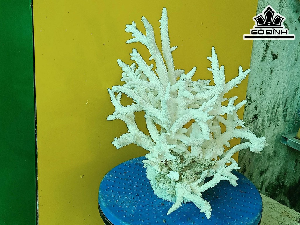Tác Phẩm Đá San Hô Cao 27 Ngang 27 (cm)