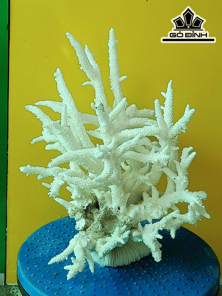 Tác Phẩm Đá San Hô Cao 27 Ngang 27 (cm)