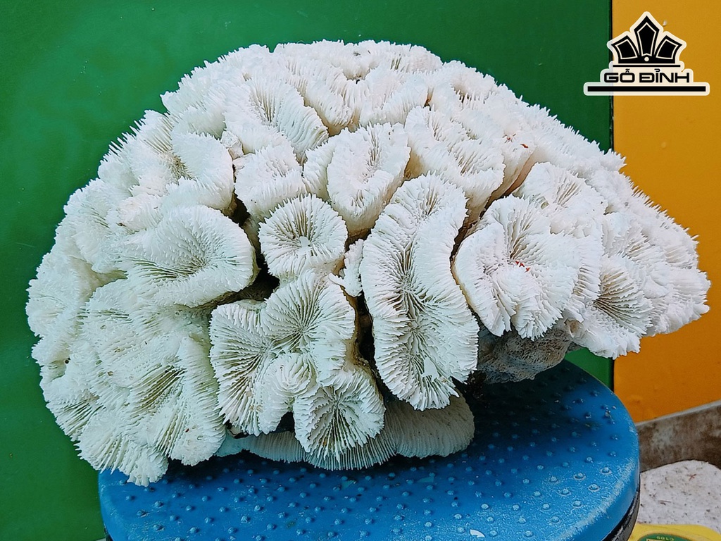 Tác Phẩm Đá San Hô Cao 33 Ngang 27 (cm)