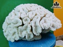 Tác Phẩm Đá San Hô Cao 33 Ngang 27 (cm)