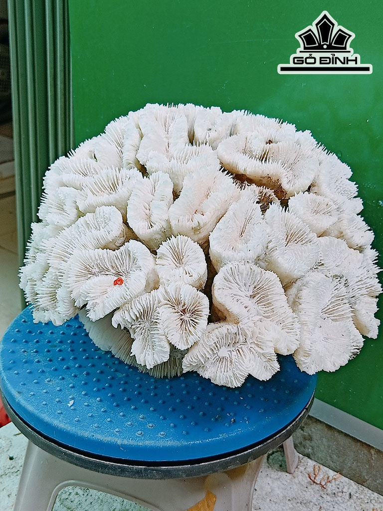 Tác Phẩm Đá San Hô Cao 33 Ngang 27 (cm)
