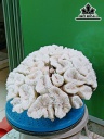 Tác Phẩm Đá San Hô Cao 33 Ngang 27 (cm)