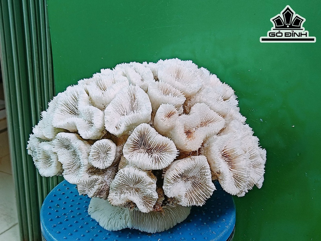 Tác Phẩm Đá San Hô Cao 33 Ngang 27 (cm)