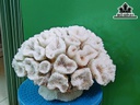 Tác Phẩm Đá San Hô Cao 33 Ngang 27 (cm)