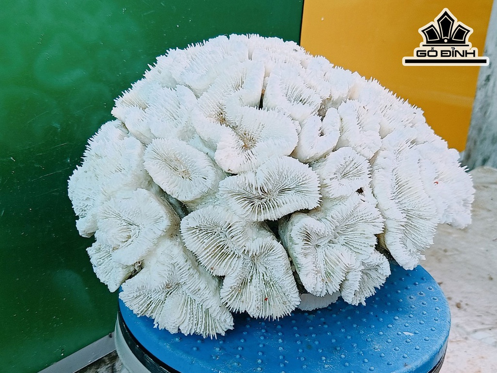 Tác Phẩm Đá San Hô Cao 33 Ngang 27 (cm)