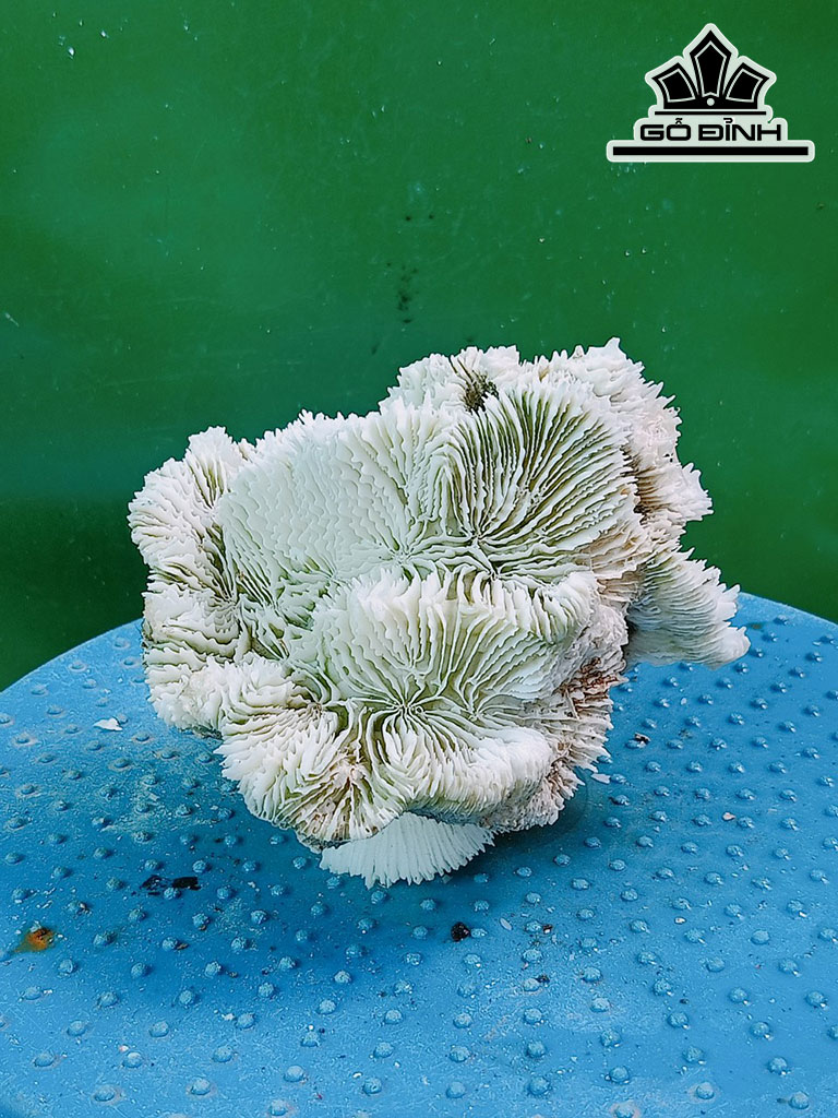 Tác Phẩm Đá San Hô Cao 10 Ngang 14 (cm)