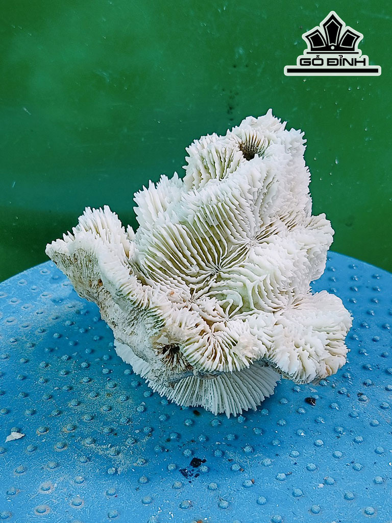 Tác Phẩm Đá San Hô Cao 10 Ngang 14 (cm)