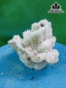 Tác Phẩm Đá San Hô Cao 10 Ngang 14 (cm)