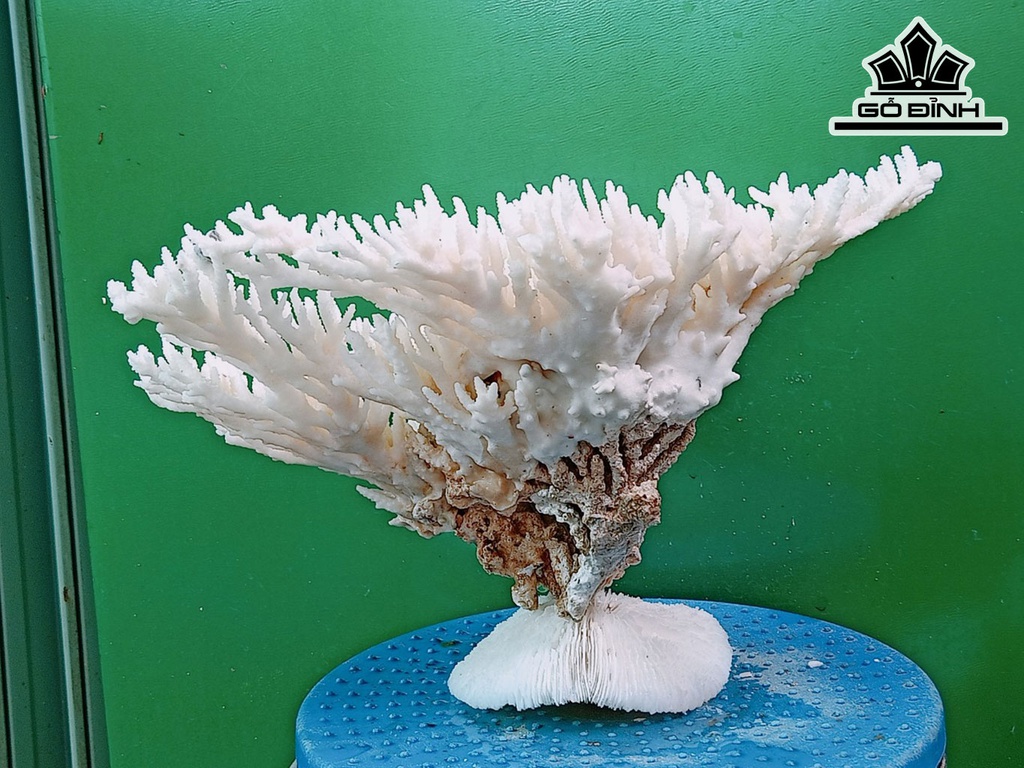 Tác Phẩm Đá San Hô Cao 19 Ngang 30 (cm)