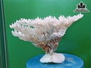 Tác Phẩm Đá San Hô Cao 19 Ngang 30 (cm)