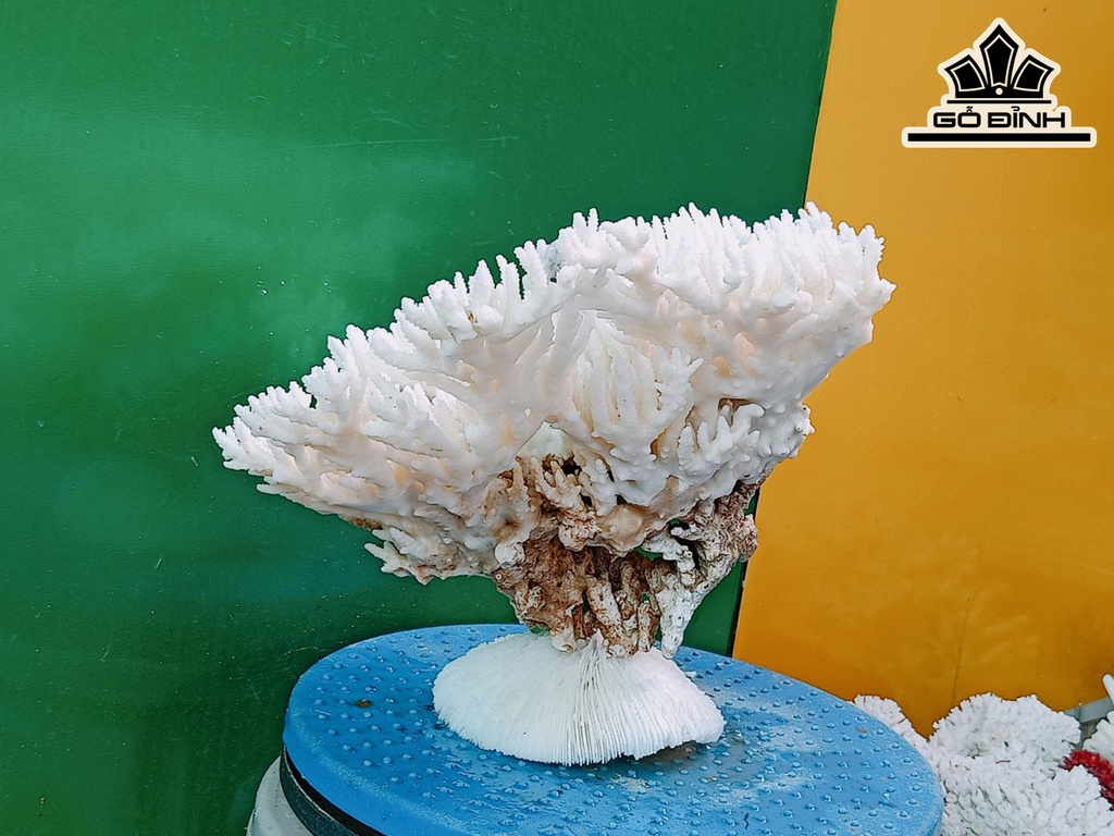 Tác Phẩm Đá San Hô Cao 19 Ngang 30 (cm)