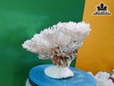 Tác Phẩm Đá San Hô Cao 19 Ngang 30 (cm)