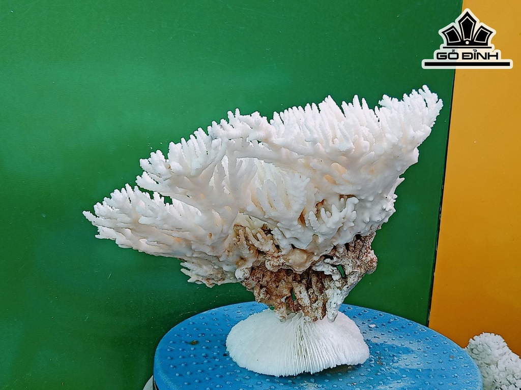 Tác Phẩm Đá San Hô Cao 19 Ngang 30 (cm)