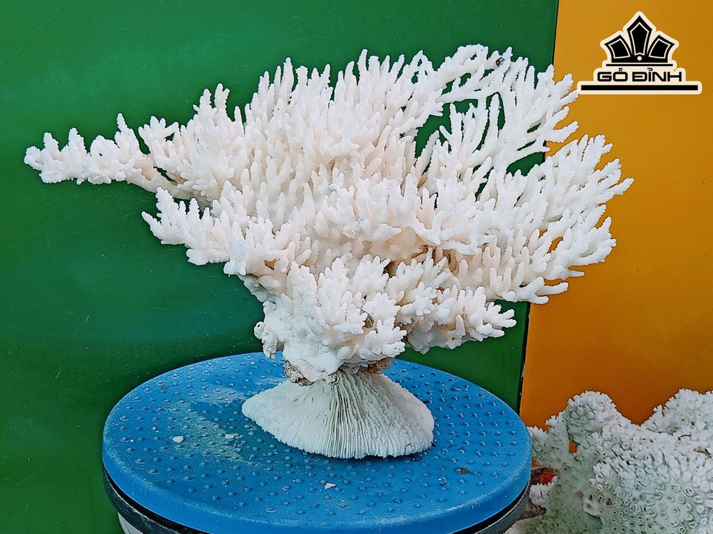 Tác Phẩm Đá San Hô Cao 19 Ngang 30 (cm)