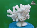 Tác Phẩm Đá San Hô Cao 20 Ngang 25 (cm)