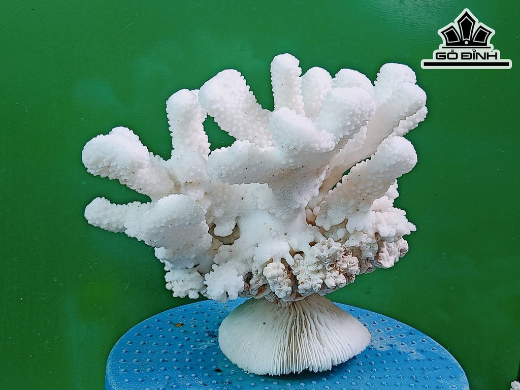 Tác Phẩm Đá San Hô Cao 20 Ngang 25 (cm)
