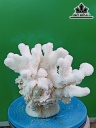 Tác Phẩm Đá San Hô Cao 20 Ngang 25 (cm)