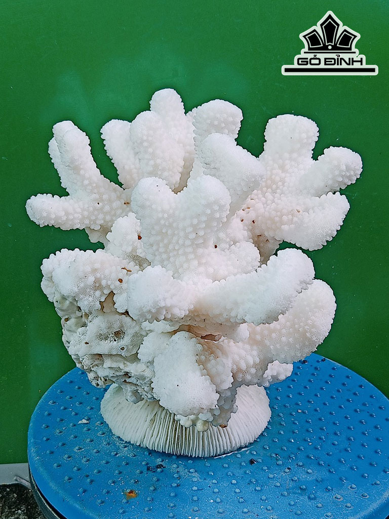 Tác Phẩm Đá San Hô Cao 20 Ngang 25 (cm)