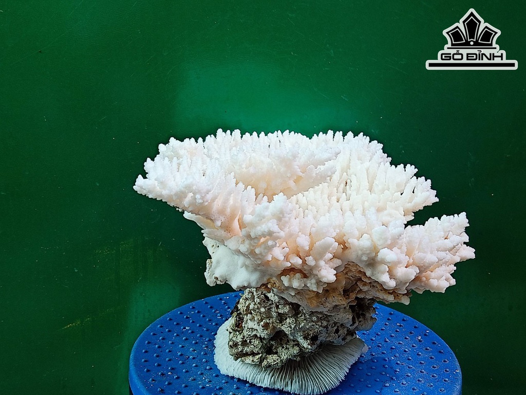 Tác Phẩm Đá San Hô Cao 22 Ngang 32 (cm)