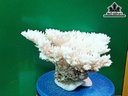 Tác Phẩm Đá San Hô Cao 22 Ngang 32 (cm)