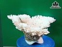 Tác Phẩm Đá San Hô Cao 22 Ngang 32 (cm)