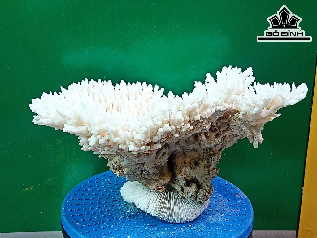 Tác Phẩm Đá San Hô Cao 22 Ngang 32 (cm)