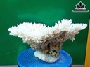 Tác Phẩm Đá San Hô Cao 22 Ngang 32 (cm)