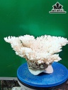 Tác Phẩm Đá San Hô Cao 22 Ngang 32 (cm)