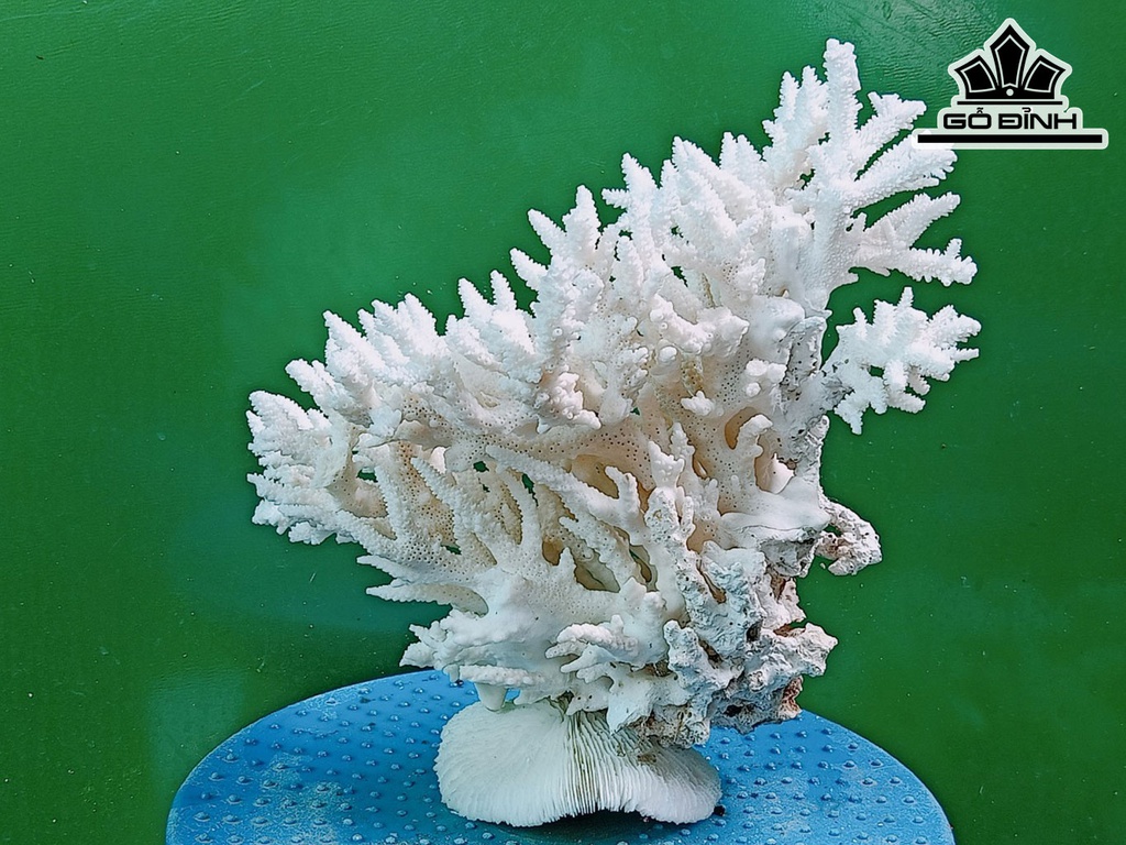 Tác Phẩm Đá San Hô Cao 24 Ngang 24 (cm)
