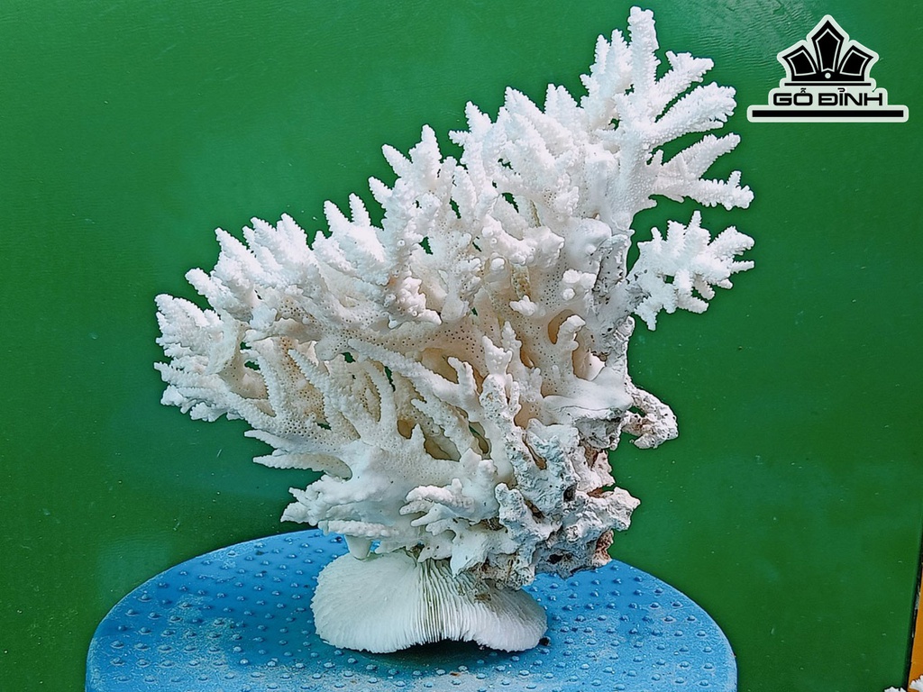Tác Phẩm Đá San Hô Cao 24 Ngang 24 (cm)