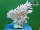 Tác Phẩm Đá San Hô Cao 24 Ngang 24 (cm)
