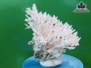 Tác Phẩm Đá San Hô Cao 24 Ngang 24 (cm)