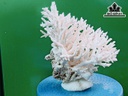 Tác Phẩm Đá San Hô Cao 24 Ngang 24 (cm)