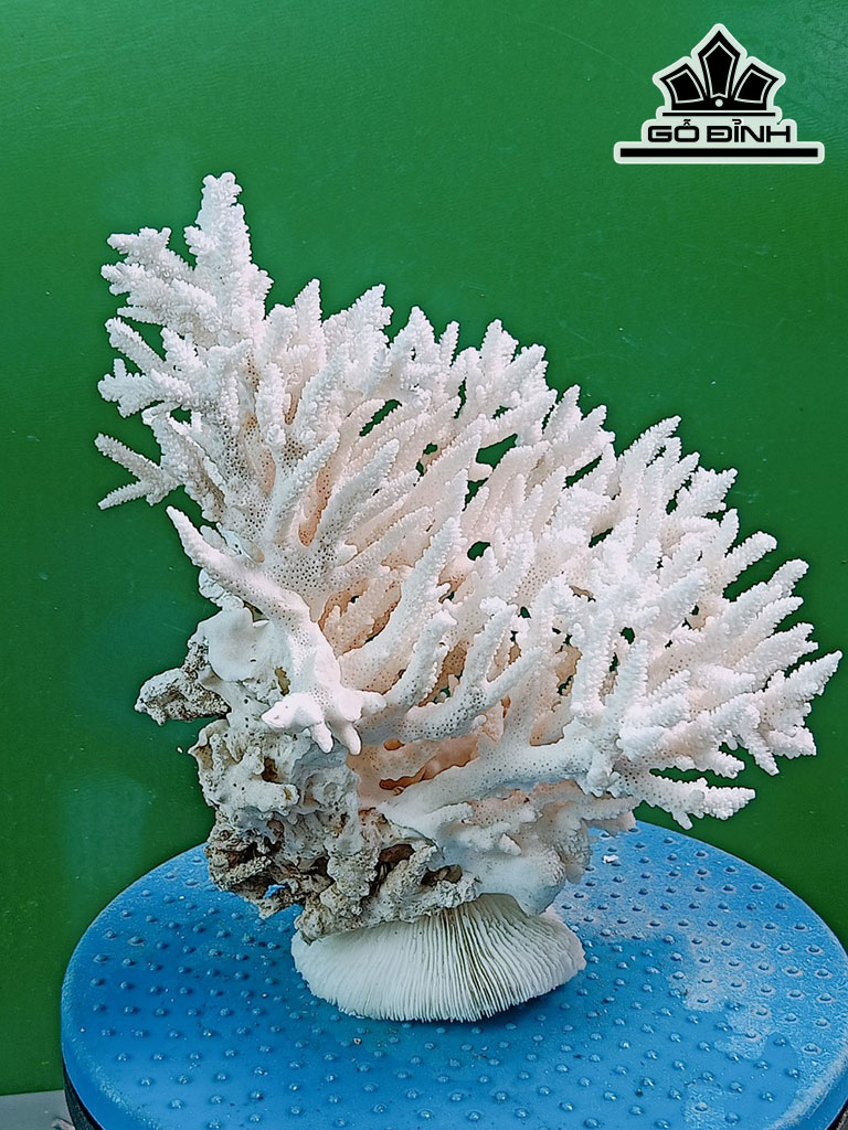 Tác Phẩm Đá San Hô Cao 24 Ngang 24 (cm)
